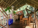 gibbon (17)